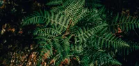 Boston Fern