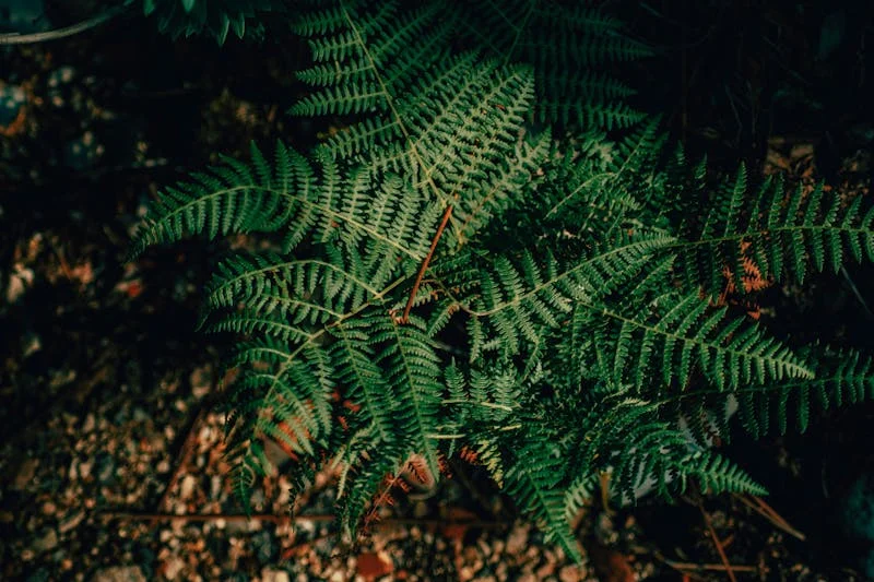Boston Fern