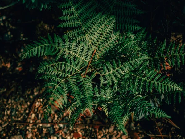 Boston Fern