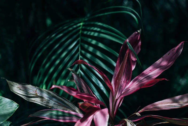 Calathea