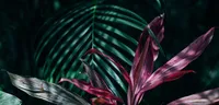Calathea
