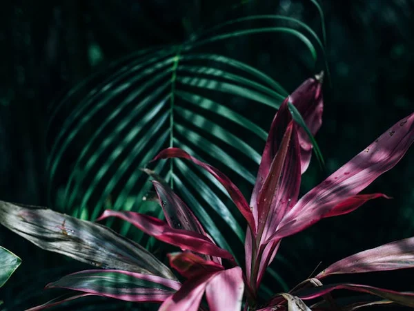 Calathea