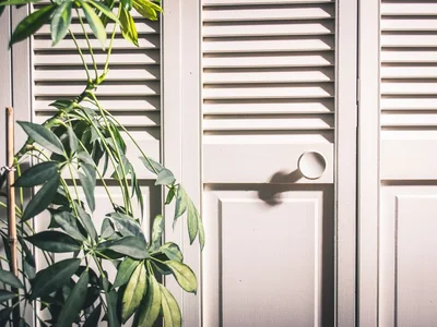 Fiddle Leaf Fig