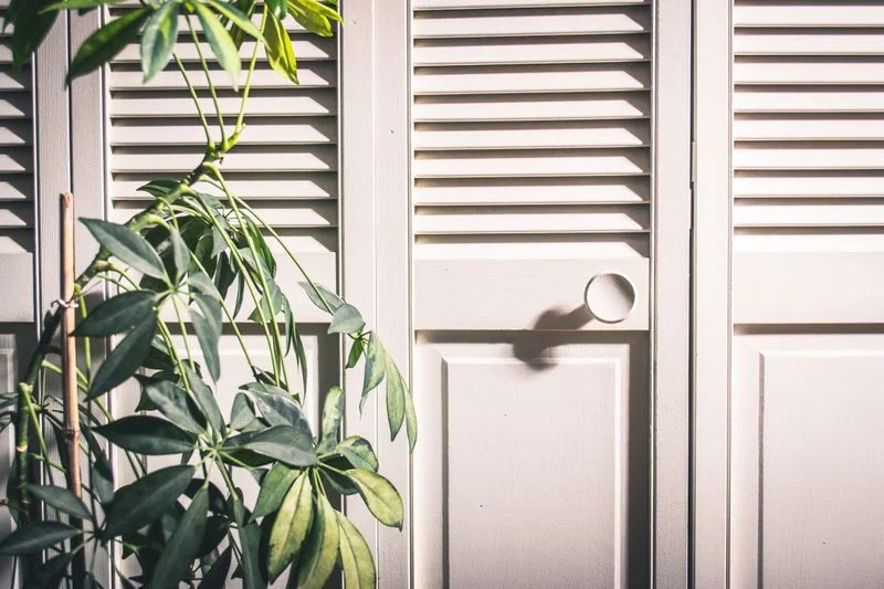Fiddle Leaf Fig