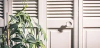 Fiddle Leaf Fig