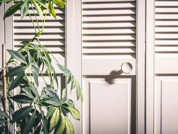 Fiddle Leaf Fig