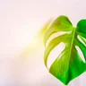 Monstera