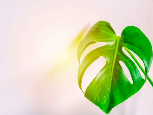 Monstera