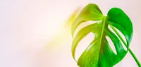 Monstera