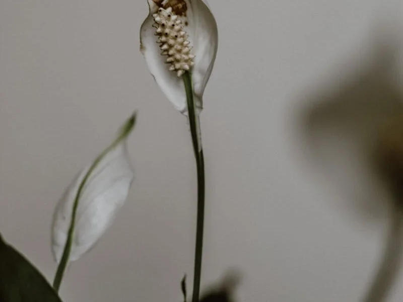 Peace Lily