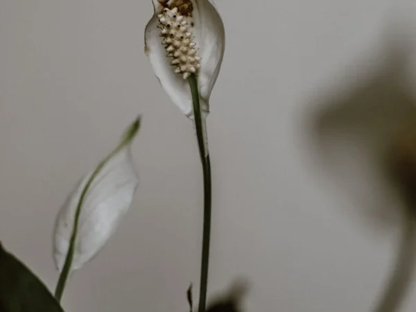 Peace Lily