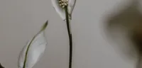 Peace Lily