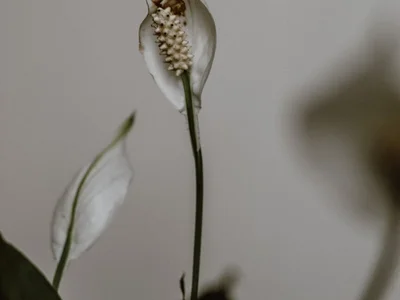 Peace Lily