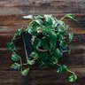 Pothos