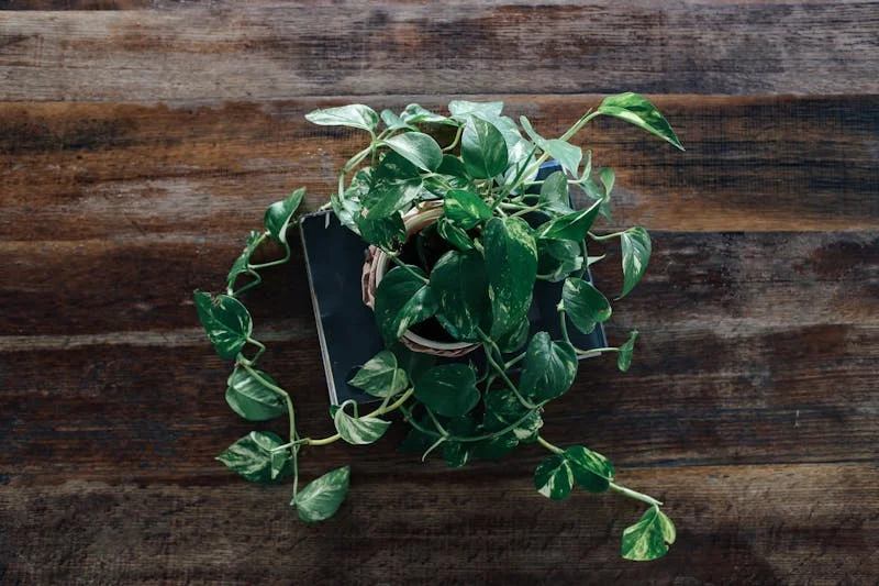 Pothos