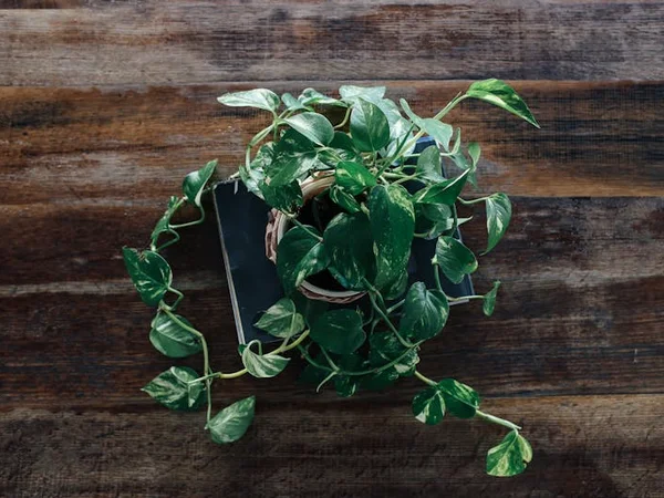 Pothos