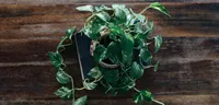 Pothos