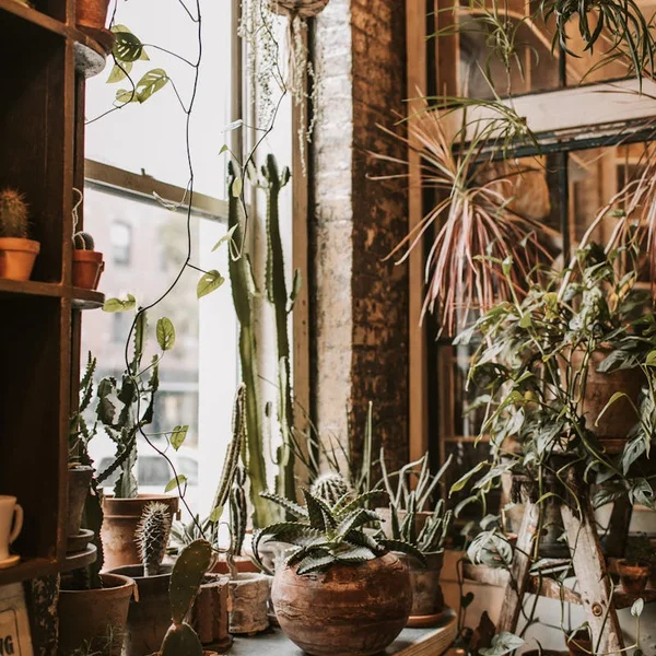 Find your perfect plant