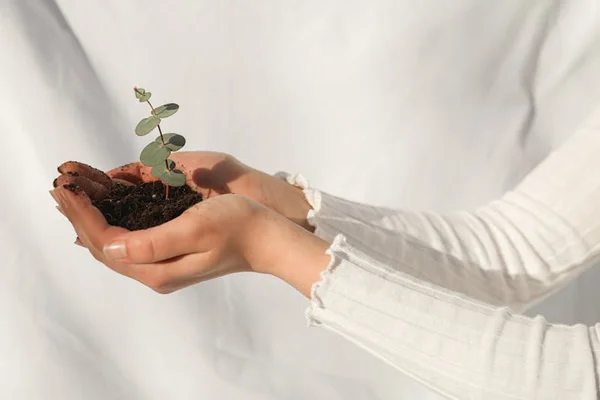 Repotting Step-by-Step