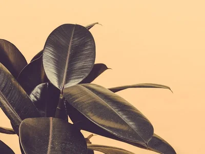 Rubber Plant