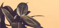 Rubber Plant