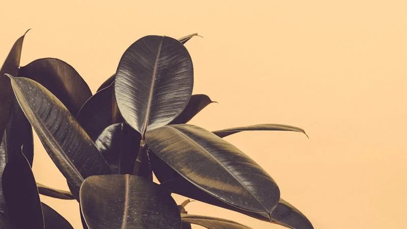 Rubber Plant