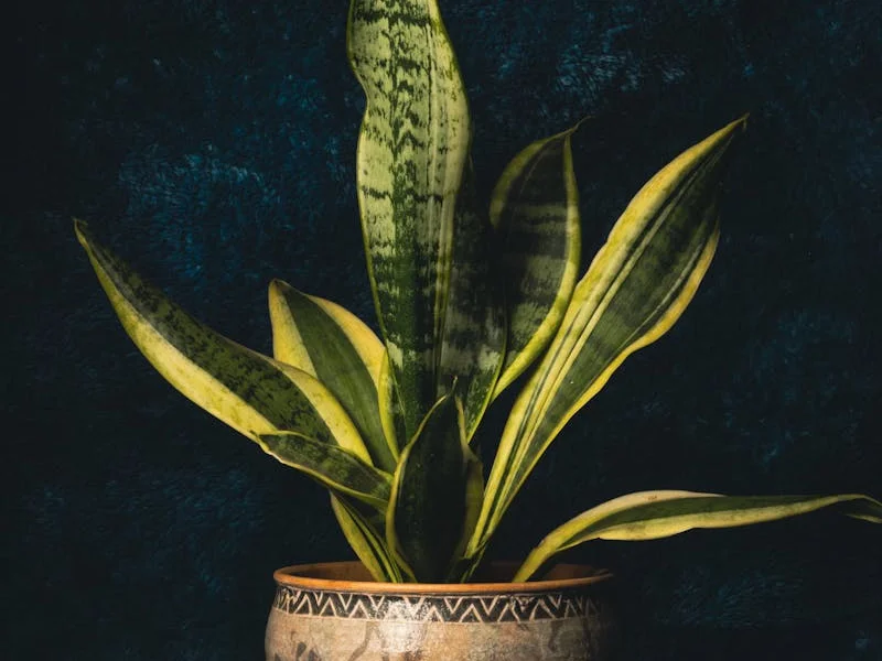 Snake Plant