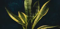 Snake Plant