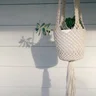 Spider Plant