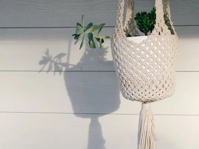 Spider Plant