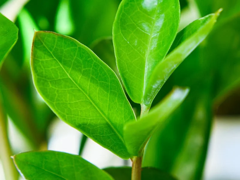 ZZ Plant